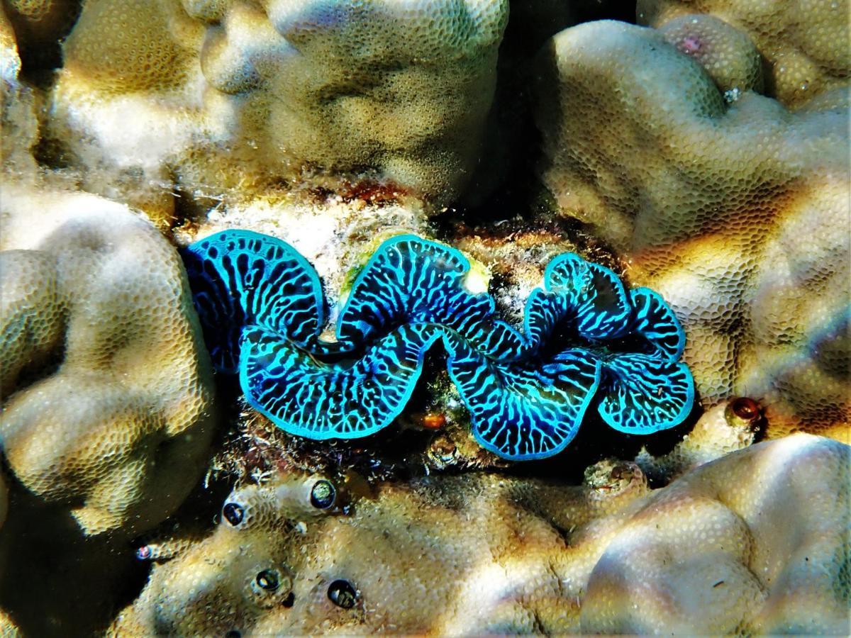 2 Nuits Insolites & 1 Excursion Voile A Bord Du Voilier Mori Ora Moorea Dış mekan fotoğraf