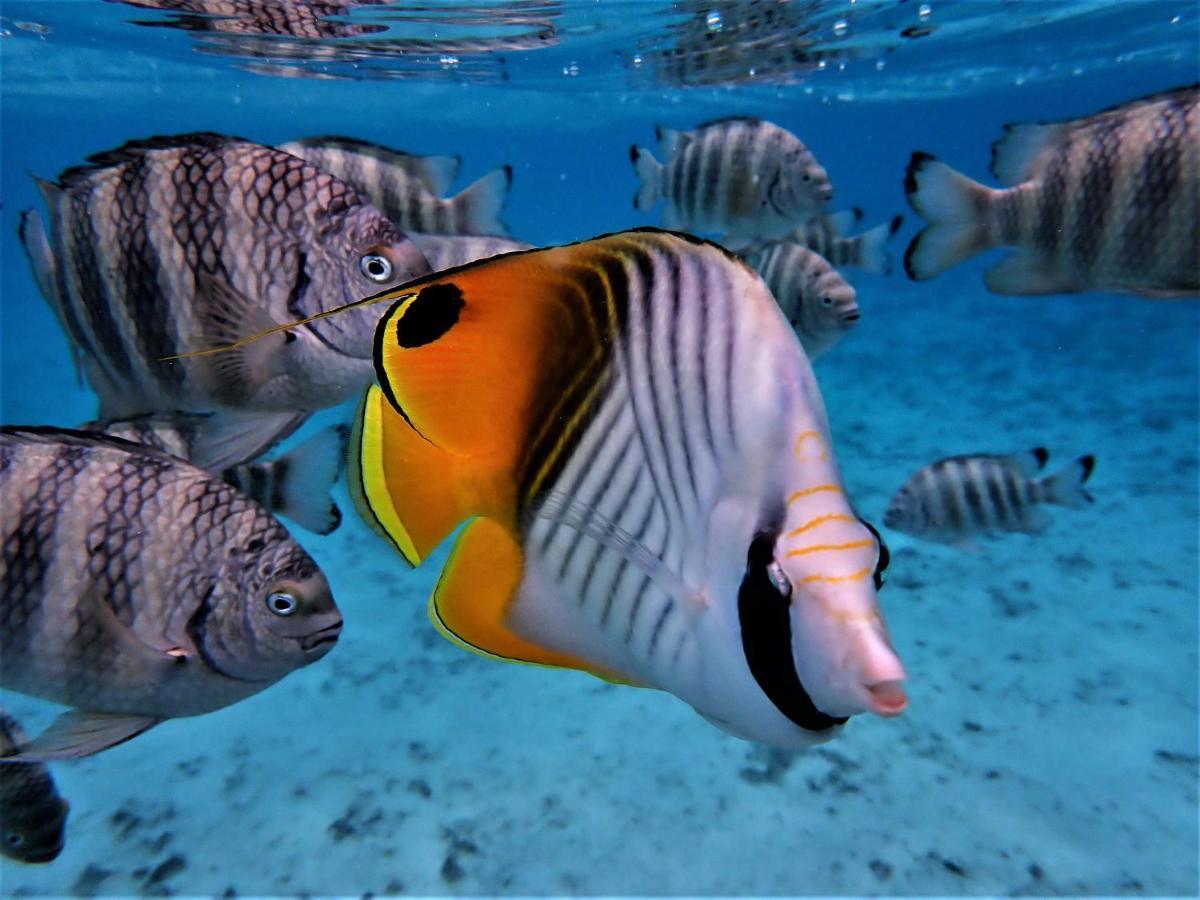 2 Nuits Insolites & 1 Excursion Voile A Bord Du Voilier Mori Ora Moorea Dış mekan fotoğraf