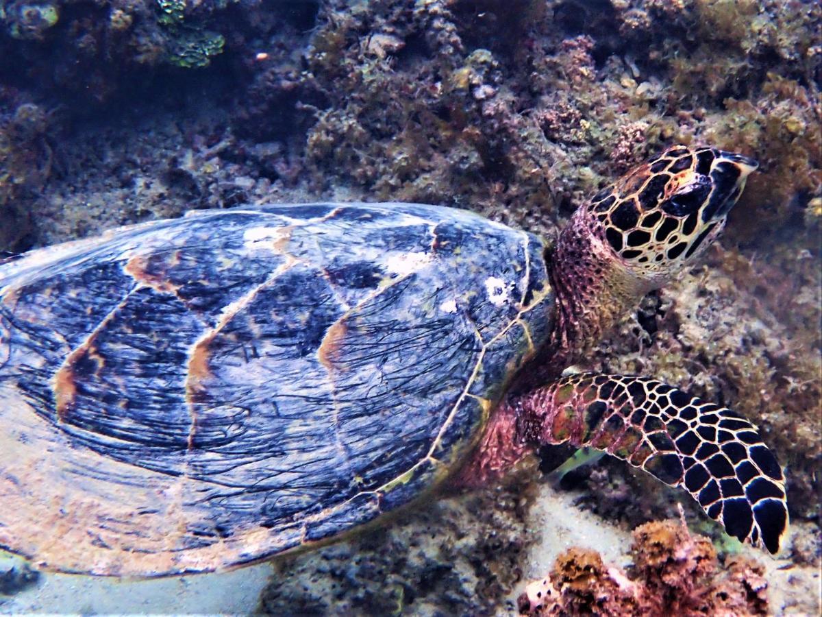 2 Nuits Insolites & 1 Excursion Voile A Bord Du Voilier Mori Ora Moorea Dış mekan fotoğraf