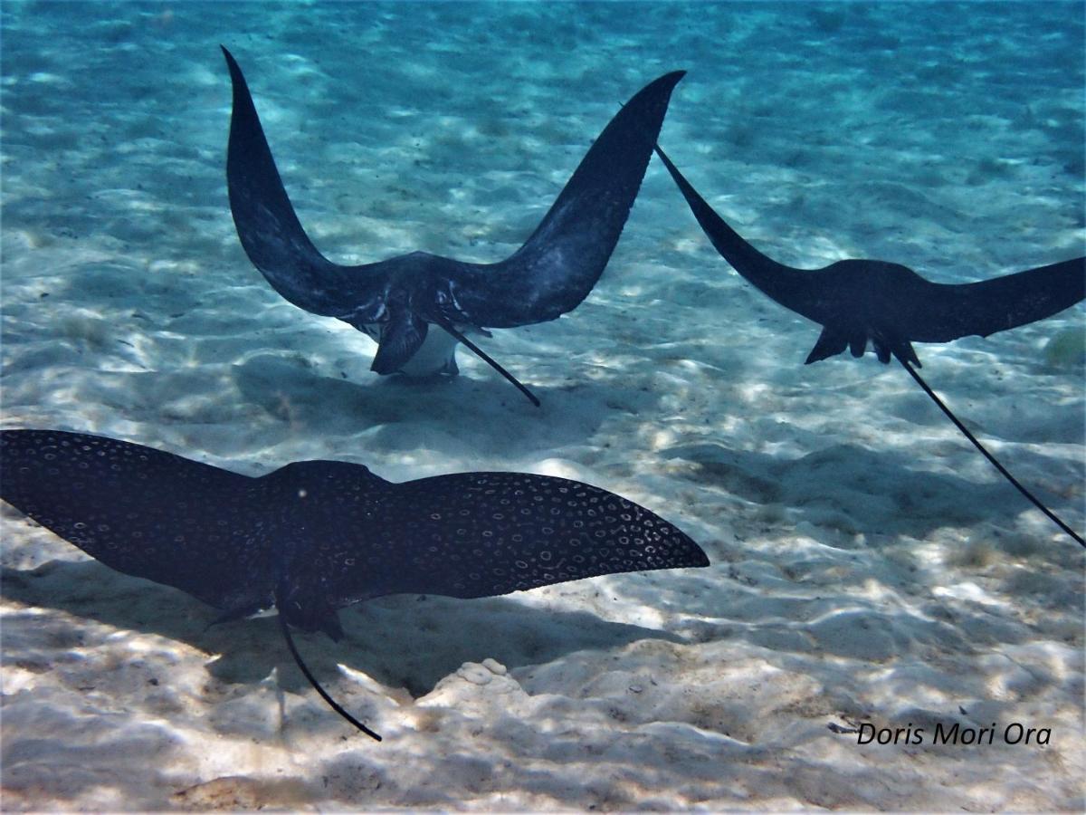 2 Nuits Insolites & 1 Excursion Voile A Bord Du Voilier Mori Ora Moorea Dış mekan fotoğraf