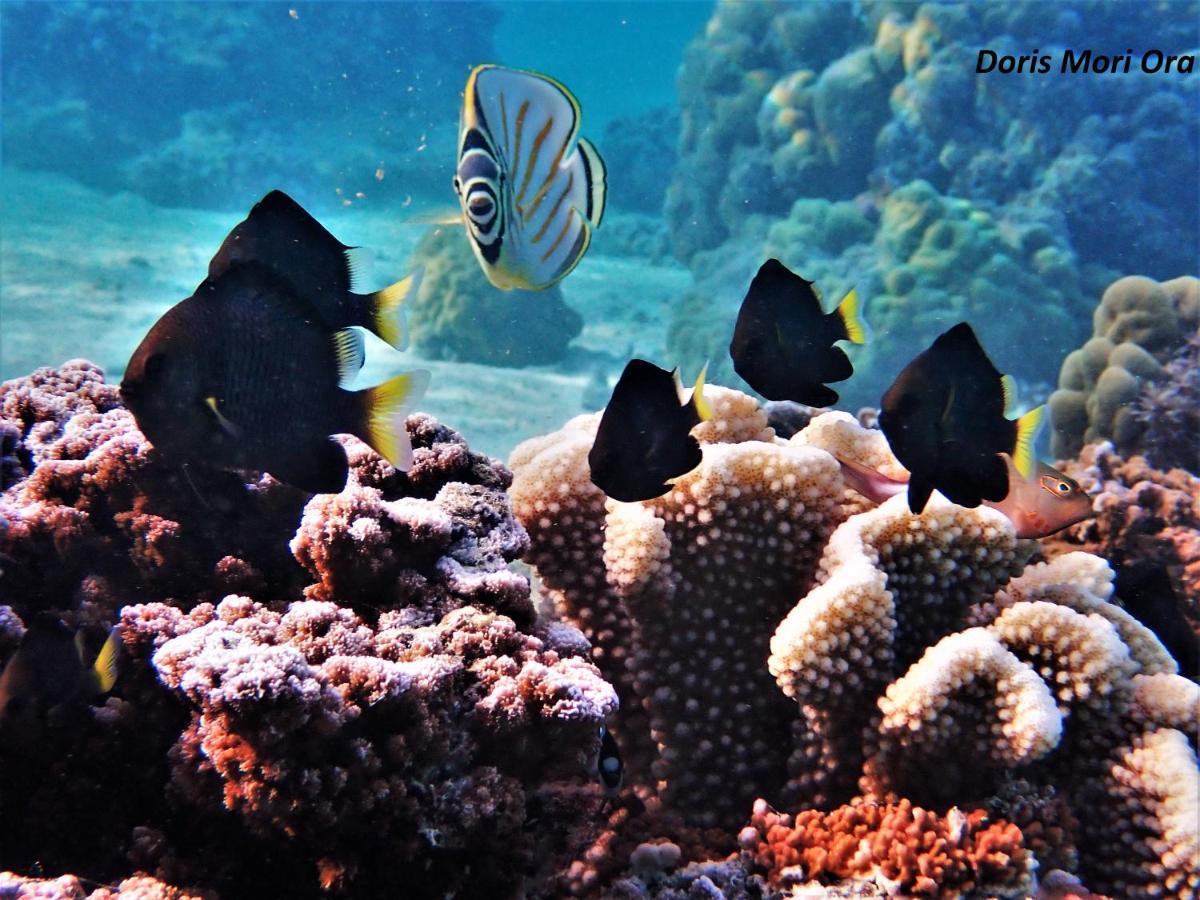 2 Nuits Insolites & 1 Excursion Voile A Bord Du Voilier Mori Ora Moorea Dış mekan fotoğraf